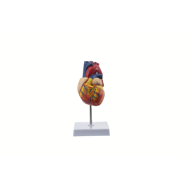 CORAZÓN HUMANO DOS PARTES, MOD ANATÓMICO - Imagen 2