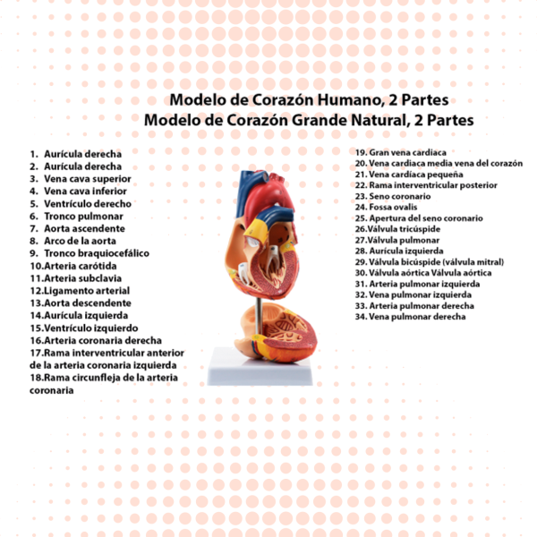 CORAZÓN HUMANO DOS PARTES, MOD ANATÓMICO - Imagen 4