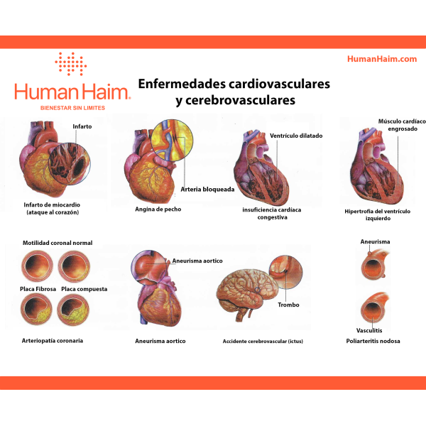 CORAZÓN HUMANO DOS PARTES, MOD ANATÓMICO - Imagen 3