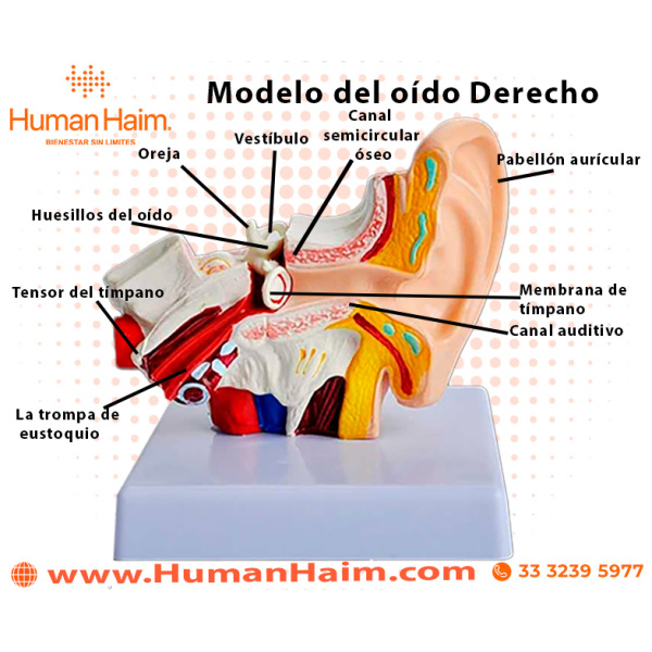 MODELO DE OÍDO DERECHO - Imagen 4