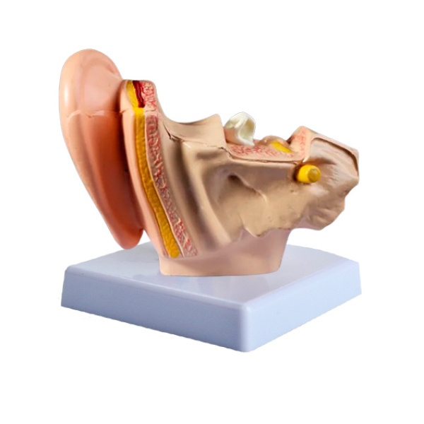 MODELO DE OÍDO DERECHO - Imagen 2